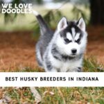 Husky Breeders in Indiana