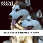 Husky Breeders in Iowa