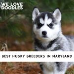 Husky Breeders in Maryland