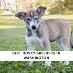 Husky Breeders in Washington