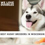Husky Breeders in Wisconsin