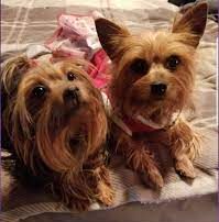 Iowa Yorkie Babies