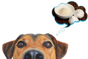 is garlic salt bad for dogs