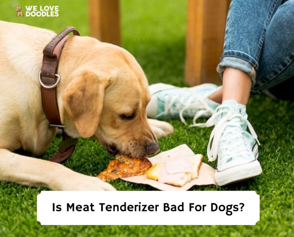 Is Meat Tenderizer Bad For Dogs? (2024) We Love Doodles