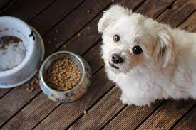 does garlic powder kill worms in dogs