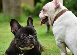 4 Best French Bulldog Breeders in Oklahoma! (2024) - We Love Doodles