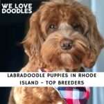 Labradoodle Puppies in Rhode Island