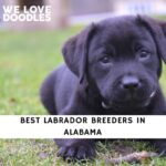 Labrador Breeders in Alabama