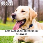 Labrador Breeders in Delaware