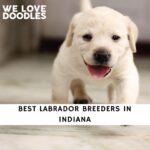 Labrador Breeders in Indiana
