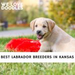 Labrador Breeders in Kansas