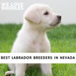 Labrador Breeders in Nevada