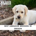 Labrador Breeders in Oregon