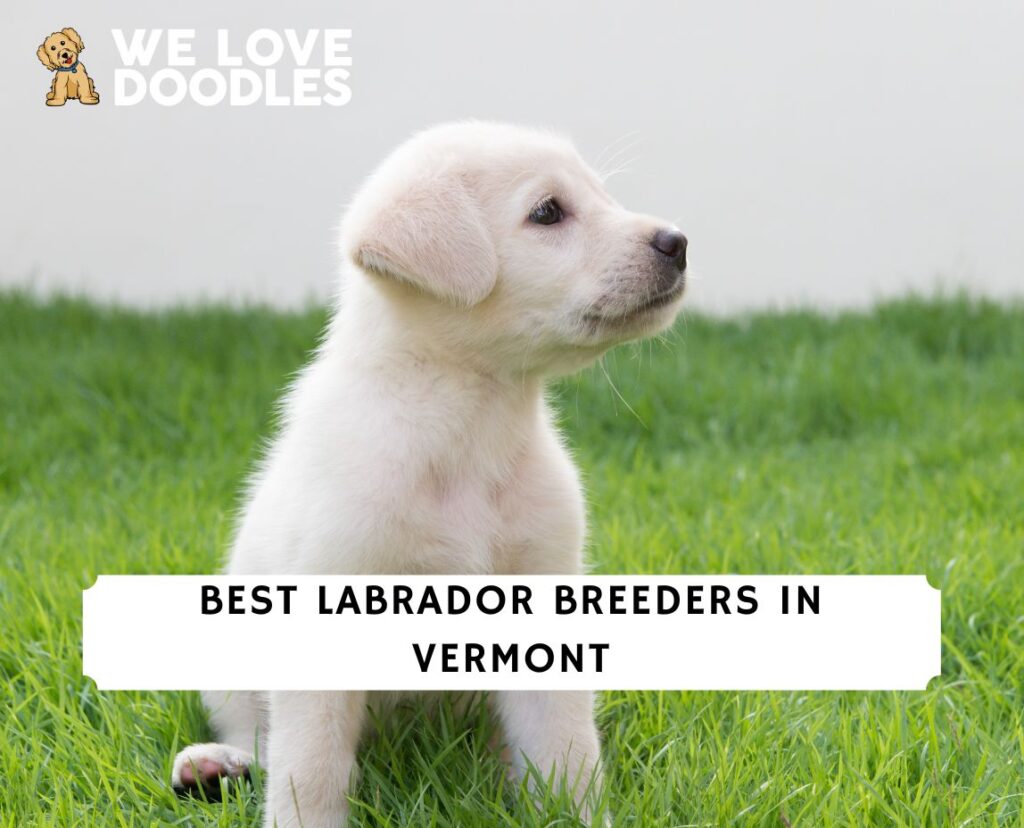 5 Best Labrador Breeders in Vermont! (2024) We Love Doodles