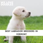 Labrador Breeders in Vermont