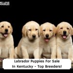Labrador-Puppies-For-Sale-In-Kentucky-Top-Breeders-template