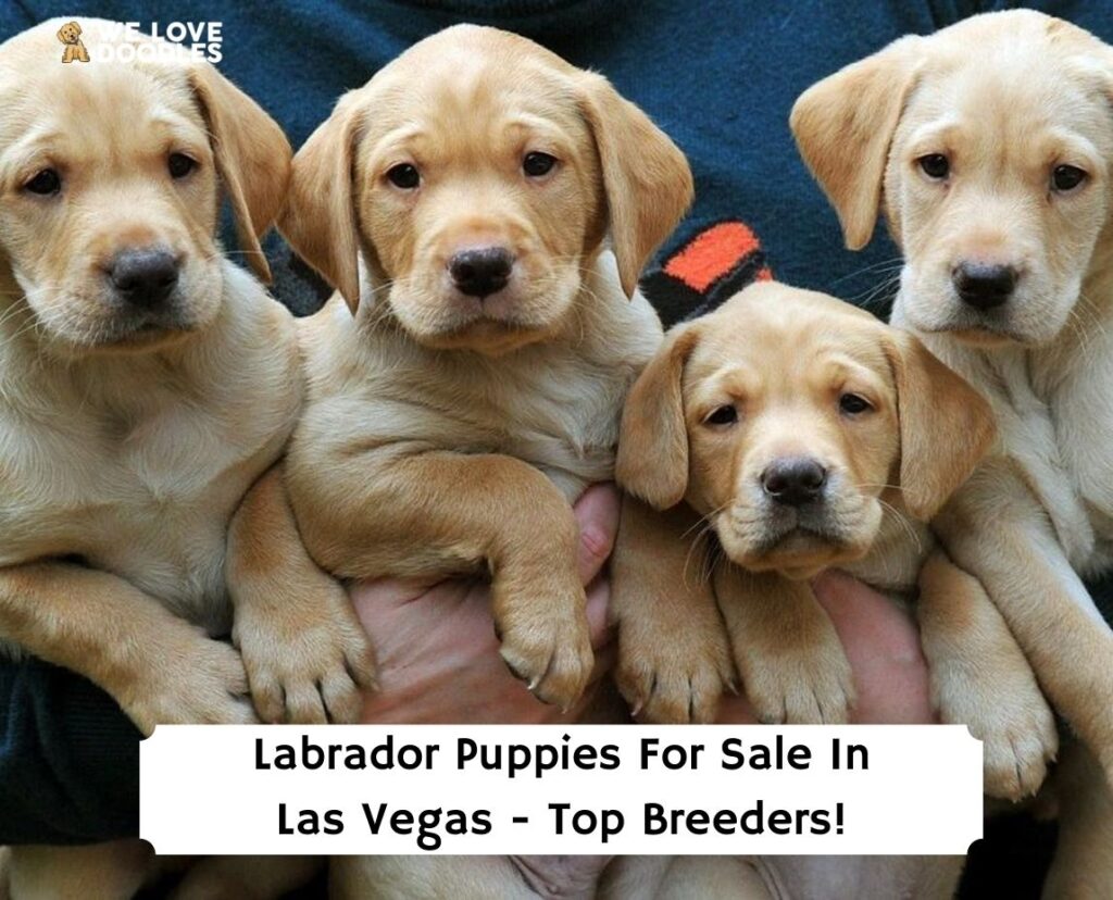 Labrador-Puppies-For-Sale-In-Las-Vegas-Top-Breeders-template