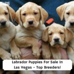 Labrador-Puppies-For-Sale-In-Las-Vegas-Top-Breeders-template
