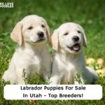 Labrador-Puppies-For-Sale-In-Utah-Top-Breeders-template