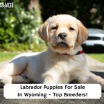 Labrador-Puppies-For-Sale-In-Wyoming-Top-Breeders-template