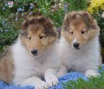 Lakewinds Bulldogs and Collies -EngBullDogBMary