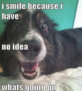 Lost Laughing Dog Memes