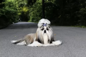 Mackwood Shih Tzu - StKY