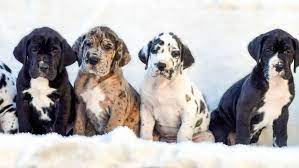 Mallard Lake European Great Danes