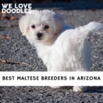 Maltese Breeders in Arizona