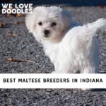 Maltese Breeders in Indiana