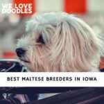 Maltese Breeders in Iowa
