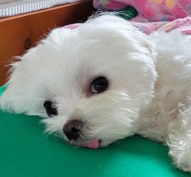 Maltese Breeders in New Hampshire