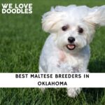 Maltese Breeders in Oklahoma