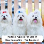 Maltese-Puppies-For-Sale-In-New-Hampshire-Top-Breeders-template