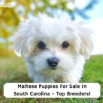 Maltese-Puppies-For-Sale-In-South-Carolina-Top-Breeders-template
