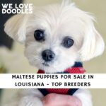 Maltese Puppies For Sale in Louisiana