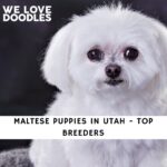 Maltese Puppies in Utah