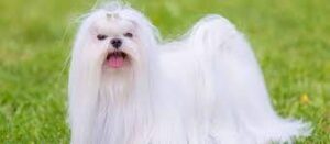Maltese puppies for sale New Hampshire - Top 4 Breeders