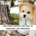 Maltipoo Puppies For Sale in Montana