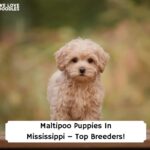 Maltipoo-Puppies-In-Mississippi–Top-Breeders-template