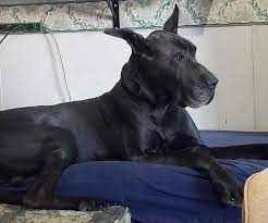 Massey Great Danes