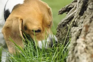 is it safe to give dogs meat tenderizer