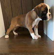 Mike's Boxer Puppies