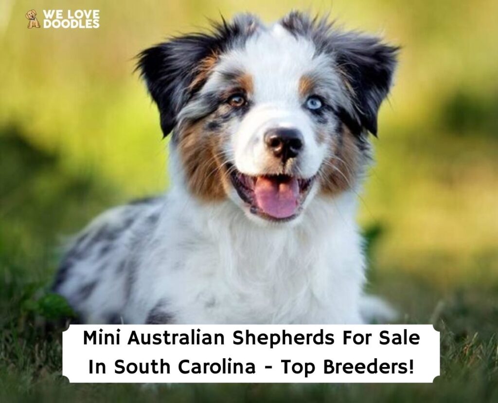 are mini australian shepherds good travel dogs