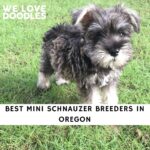 Mini Schnauzer Breeders in Oregon