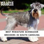 Miniature Schnauzer Breeders in South Carolina