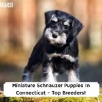 Miniature-Schnauzer-Puppies-In-Connecticut-Top-Breeders-template