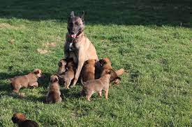 Mohawks Malinois