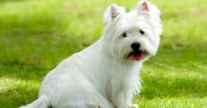 More About The Westie Breed In Nebraska
