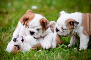 More About the English Bulldog Puppy In South Carolina -EngBullBSC